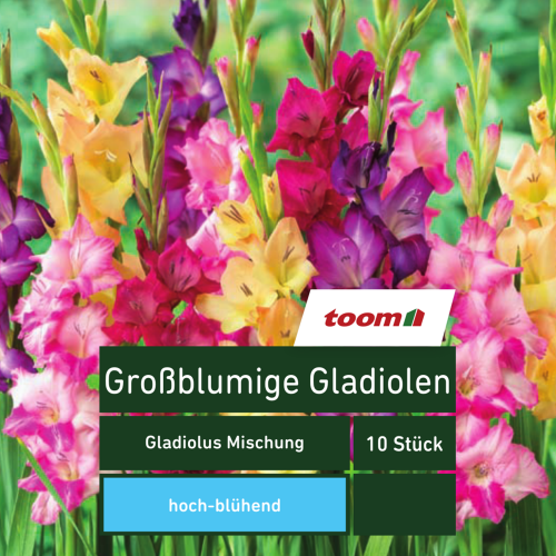 toom Großblumige Gladiolen ‚Gladiolus Mischung‘, 10 Stück, mehrfarbig