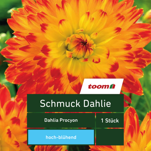 toom Schmuck-Dahlie ‚Dahlia Procyon‘, 1 Stück, gelb-rot