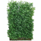 Hecke am laufenden Meter® Spindelstrauch ‚Coloratus‘ 180 x 120 cm