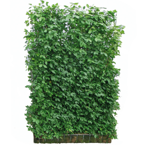 Hecke am laufenden Meter® Spindelstrauch ‚Coloratus‘ 180 x 120 cm