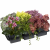 toom Herbstpflanzen-Mix ‚Purfleur‘ 6er-Tray